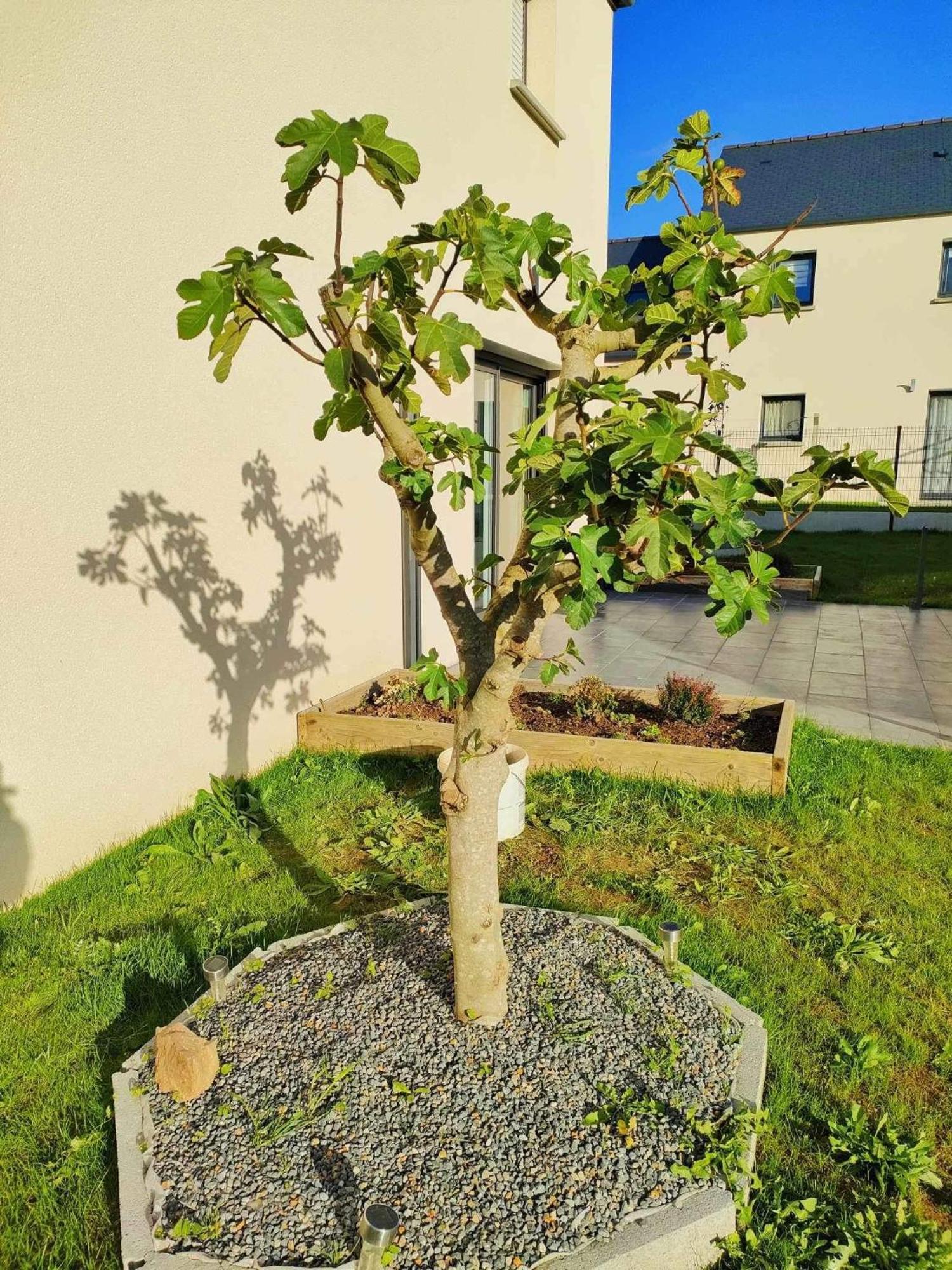 Jenny Gite - Homestay Plancoët Exteriör bild